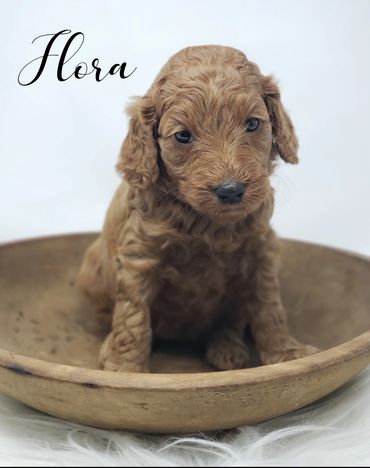 F1b Goldendoodle puppy