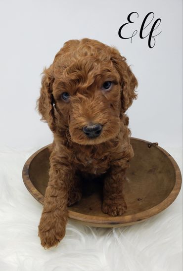 F1b Labradoodle Puppy