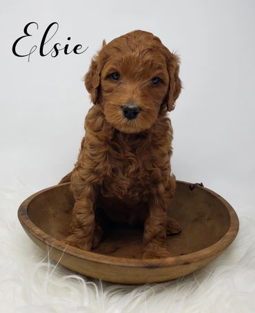 F1b Labradoodle Puppy