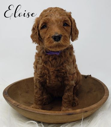 F1b Labradoodle Puppy