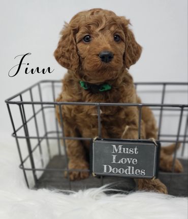 F1b Goldendoodle Puppy
