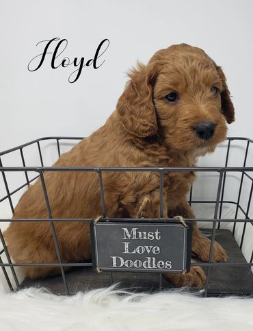 F1b Goldendoodle Puppy
