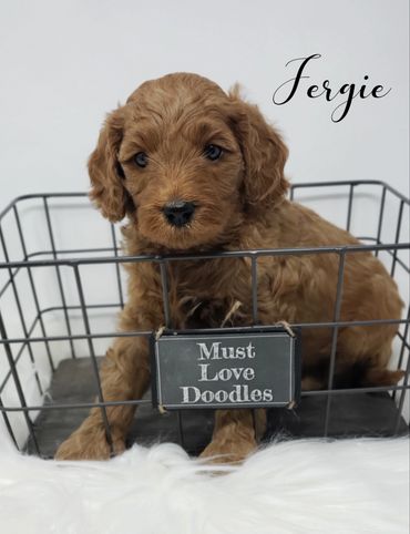 F1b Goldendoodle Puppy