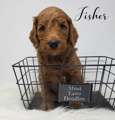 F1b Goldendoodle Puppy
