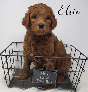 F1b Labradoodle Puppy
