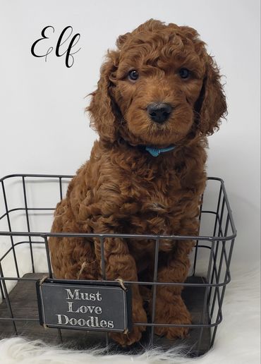 F1b Labradoodle Puppy