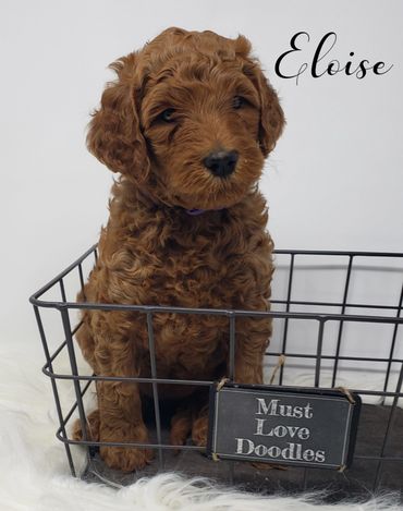 F1b Labradoodle Puppy