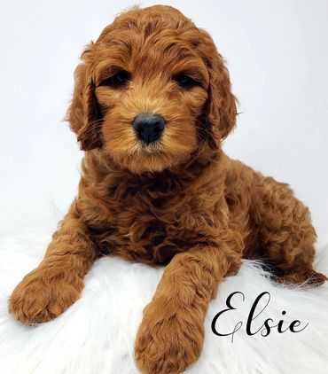 F1b Labradoodle Puppy
