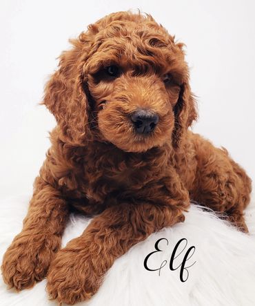 F1b Labradoodle Puppy