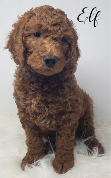 F1b Labradoodle Puppy