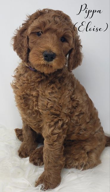 F1b Labradoodle Puppy
