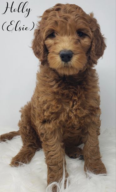 F1b Labradoodle Puppy