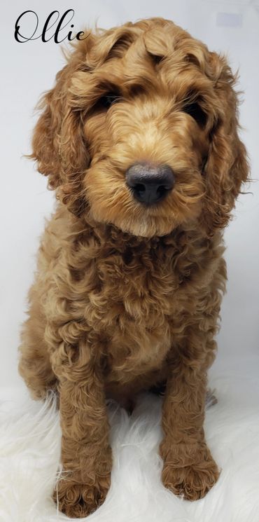 F1b Goldendoodle Puppy