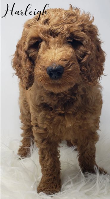 F1b Goldendoodle Puppy