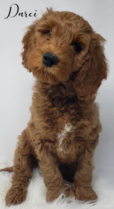 F1b Goldendoodle Puppy