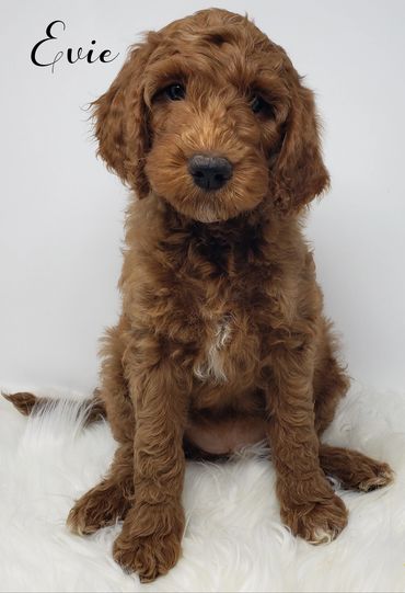F1b Goldendoodle Puppy