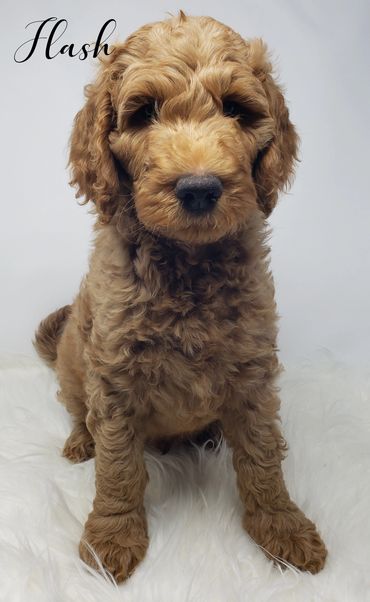 F1b Goldendoodle Puppy