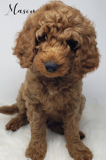 F1b Goldendoodle Puppy
