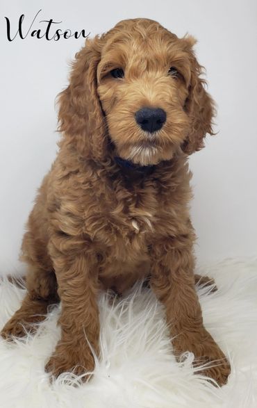F1b Goldendoodle Puppy