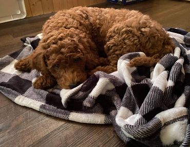 F1b Labradoodle Puppy