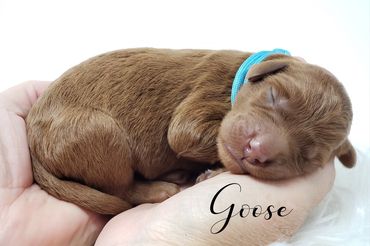 Blue CollaF1b Labradoodle Puppyr Male