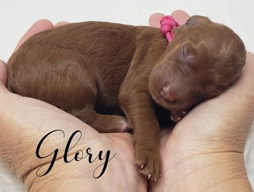 F1b Labradoodle Puppy