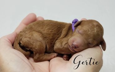 F1b Labradoodle Puppy