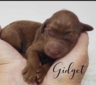 F1b Labradoodle Puppy
