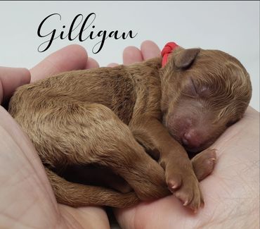 F1b Labradoodle Puppy