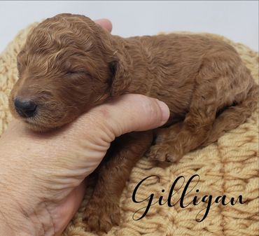 F1b Labradoodle Puppy