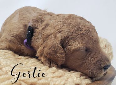 F1b Labradoodle Puppy