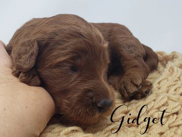 F1b Labradoodle Puppy