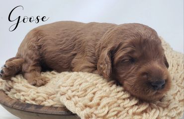 F1b Labradoodle Puppy