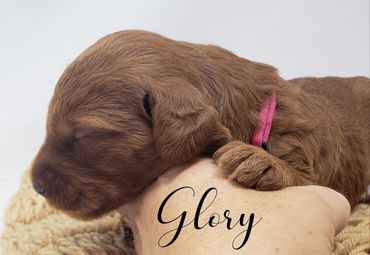 F1b Labradoodle Puppy