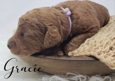 F1b Labradoodle Puppy