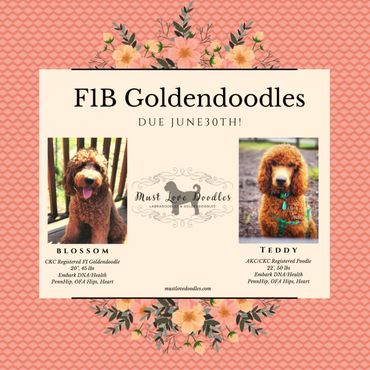F1b Goldendoodle Puppy