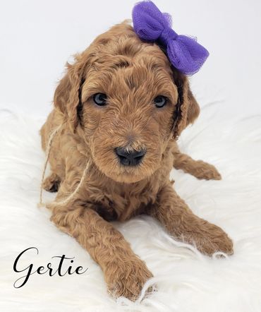 F1b Labradoodle Puppy