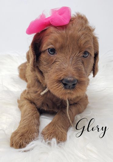 F1b Labradoodle Puppy