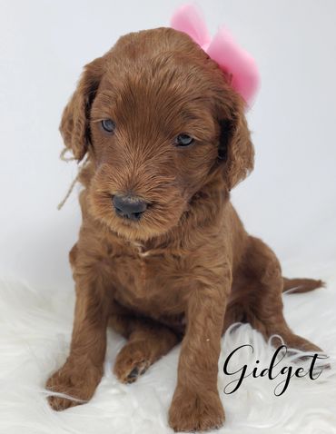 F1b Labradoodle Puppy