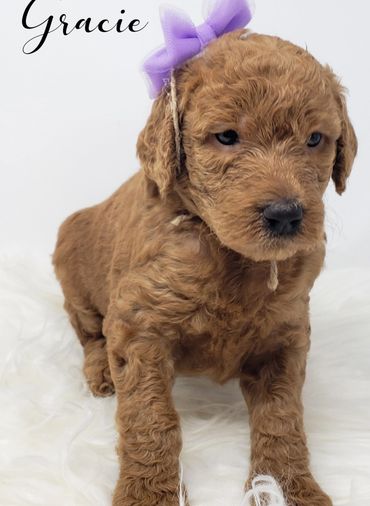 F1b Labradoodle Puppy