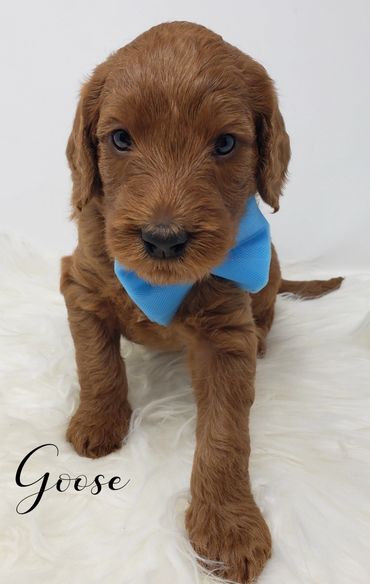 F1b Labradoodle Puppy