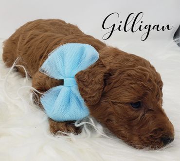 F1b Labradoodle Puppy