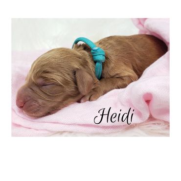 F1b Goldendoodle Puppy