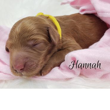 F1b Goldendoodle Puppy