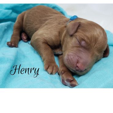 F1b Goldendoodle Puppy