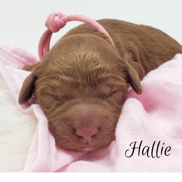 F1b Goldendoodle Puppy