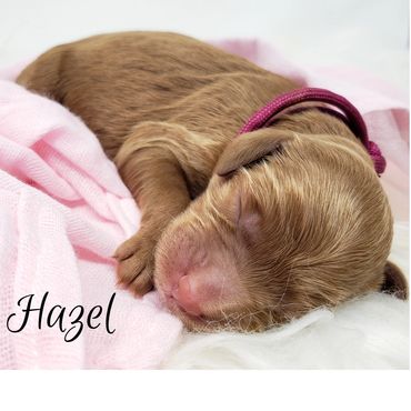 F1b Goldendoodle Puppy