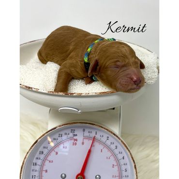 F1bb Goldendoodle puppy