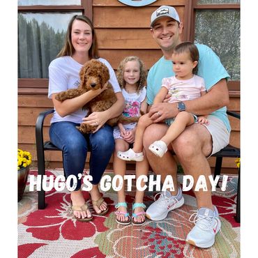 F1b Goldendoodle Puppy