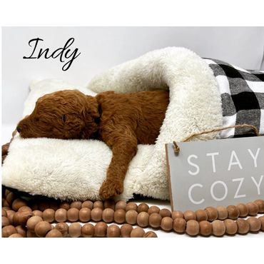 F1b Labradoodle Puppy